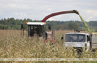 В Беларуси убрали более половины посевов кукурузы на силос и зеленый корм