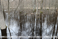 Мониторинг поверхностных вод в Беларуси в 2023 году показал их преимущественно хорошее состояние