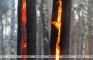 В Беларуси за сутки потушен 21 пожар травы и кустарников