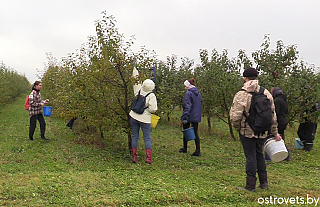 Как островчане помогают КСУП «Ворняны» убирать яблоки