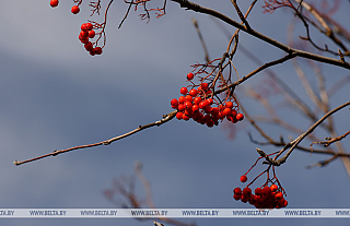 Ночные заморозки и порывистый ветер ожидаются в Беларуси 5 ноября