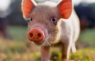 Проводятся мероприятия по ликвидации африканской чумы свиней