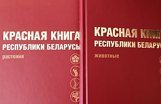 В Красную книгу Беларуси добавлены 13 видов животных и 5 видов растений