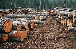 Об изменениях в реализации древесины Островецким лесхозом