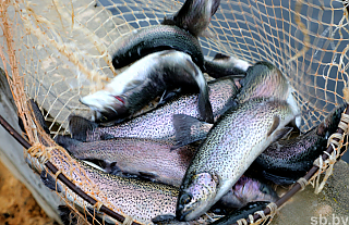 Госконтроль обратил внимание на неэффективное развитие рыболовного хозяйства в Гродненской области