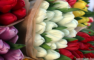 Цветочный маршрут: где искать главный подарок к 8 Марта