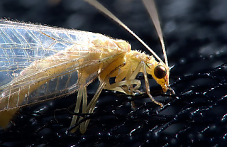 В каждом доме живет до 100 видов насекомых - ученые