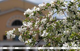 Яблоневые сады высадят по всей стране в честь Года белорусской женщины 