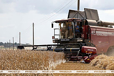 В Беларуси намолочено 10,4 млн тонн зерна с учетом рапса и кукурузы
