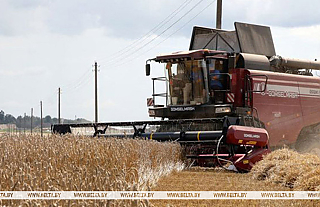 В Беларуси намолочено 10,4 млн тонн зерна с учетом рапса и кукурузы