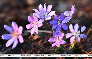 Синоптики рассказали, когда в Беларусь вернется по-настоящему комфортная погода