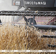 Свыше 11,1 млн т зерна с учетом рапса и кукурузы собрали в Беларуси