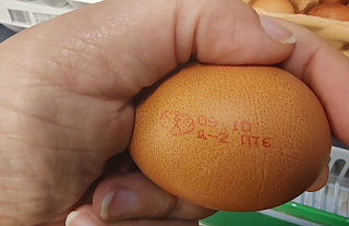 Яйца: выбираем по цвету или размеру?