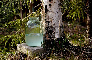 С началом активного сокодвижения на Островетчине начнётся продажа берёзовика