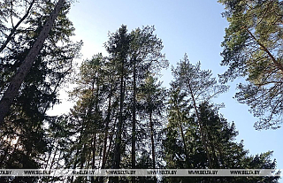 Запреты на посещение лесов действуют в трех районах Беларуси