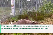 53 жертва европейской колючки: на границе с Литвой обнаружен павший лось