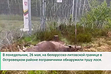 53 жертва европейской колючки: на границе с Литвой обнаружен павший лось