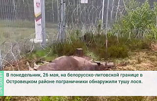 53 жертва европейской колючки: на границе с Литвой обнаружен павший лось