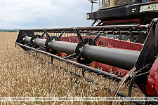 Свыше 10,2 млн тонн зерна с учетом рапса и кукурузы намолотили в Беларуси Свыше 10,2 млн тонн зерна с учетом рапса и кукурузы намолотили в Беларуси