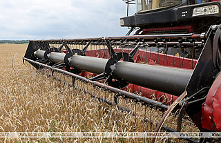 Свыше 10,2 млн тонн зерна с учетом рапса и кукурузы намолотили в Беларуси Свыше 10,2 млн тонн зерна с учетом рапса и кукурузы намолотили в Беларуси