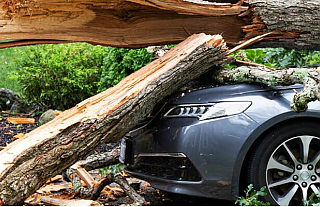 Не паркуйтесь под деревьями! На Беларусь надвигается шквалистый ветер