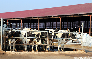 Працаўнікоў МТК “Малі”, “Смілгі” і “Дравянікі” КСУП “Гудагай” адзначыў райкам прафсаюза работнікаў АПК