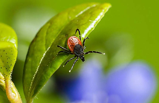 Более 60 людей пострадали от укусов клещей в Гродненской области с начала 2026 года