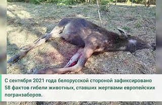 ГПК: в Ошмянском районе на границе с Литвой обнаружен погибший лось