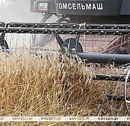 В Беларуси намолотили свыше 11 млн тонн зерна с учетом рапса и кукурузы