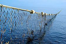 Кто в прошлом году добровольно сдал рыболовные сети