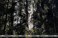 Ограничения на посещение лесов действуют в 49 районах Беларуси