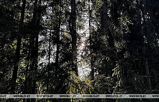 Ограничения на посещение лесов действуют в 49 районах Беларуси