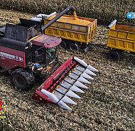 В Гродненской области продолжают убирать кукурузу. Урожай радует