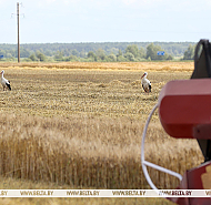 В Беларуси намолотили более 96 тыс. тонн озимого ячменя