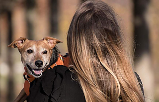 Как в Беларуси будут вычислять тех, кто не платит налог на собак и скрывает питомца
