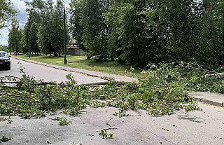 Спасатели в Гродненской области шесть раз выезжали на распиловку поваленных ветром деревьев