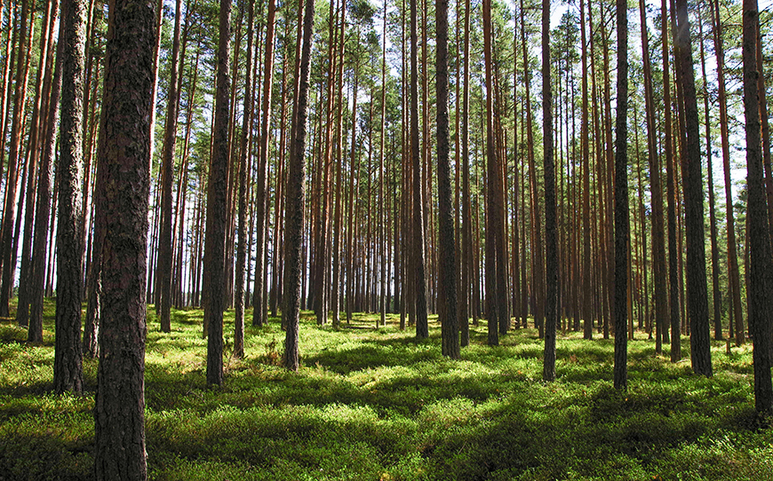 Фото Pille Kirsi, Pexels